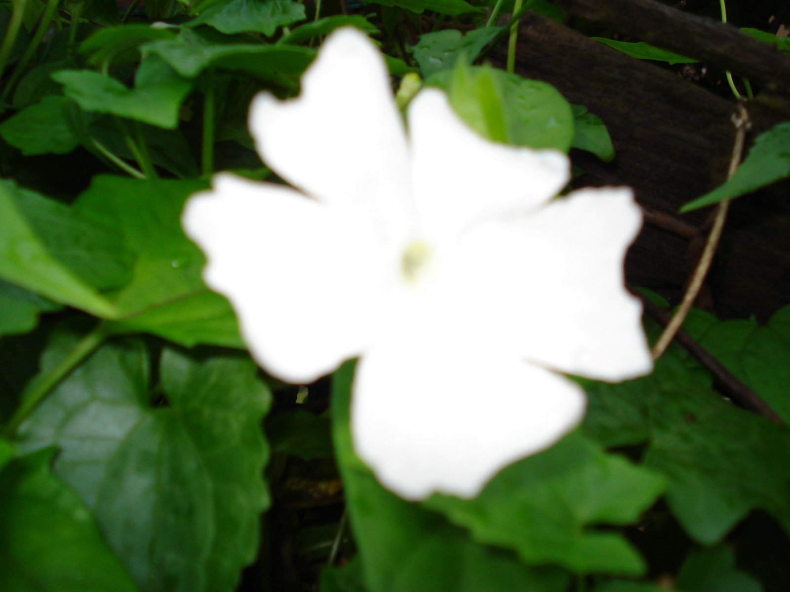 [jln+white+flower.jpg]