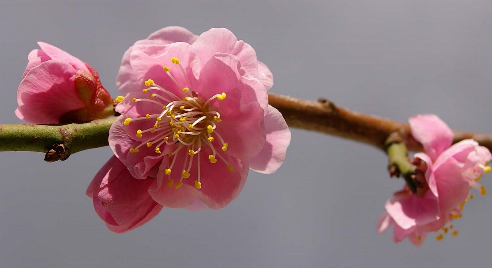 [blossom+01.jpg]
