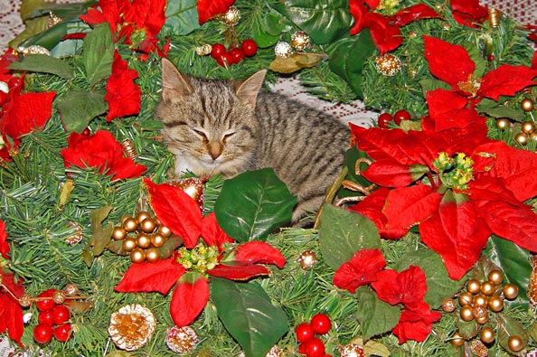 [Kitty-Wreath-8.jpg]