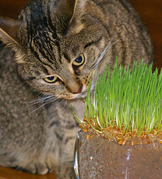 [Kitty-and-wheat-grass-4.jpg]