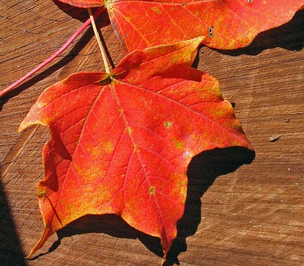 [Fall-Leaf-Blog.jpg]