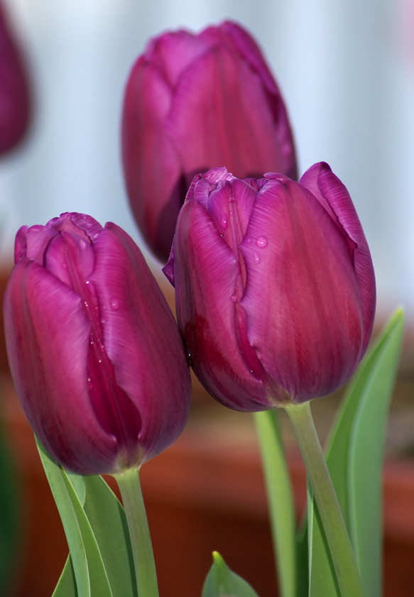 [5-3-08-tulips.jpg]