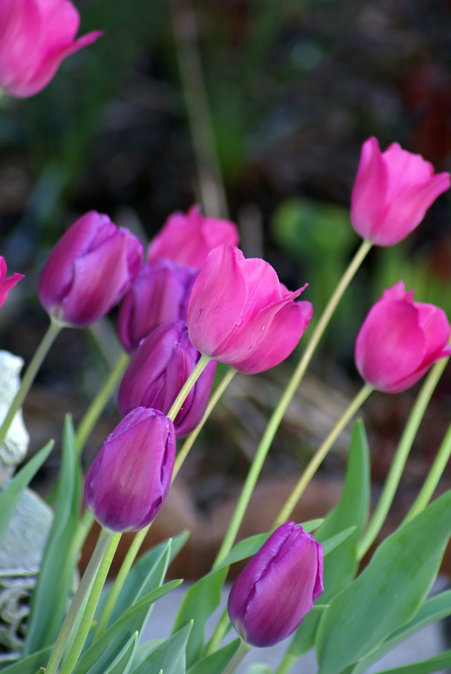 [5-3-08-tulips-2.jpg]