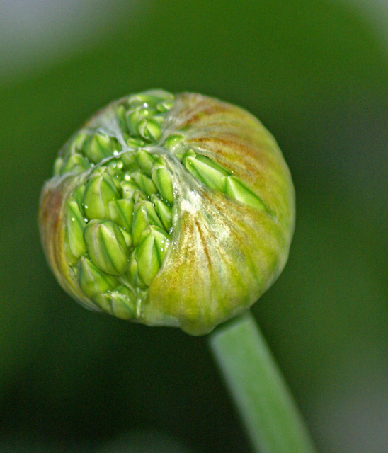 [5-23-08-Allium.jpg]