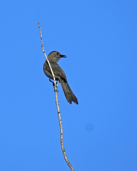 [6-18-08--gray-bird1.jpg]