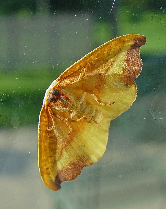 [June-26-moth.jpg]
