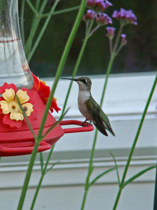 [7-16-08-hummingbird-3.jpg]