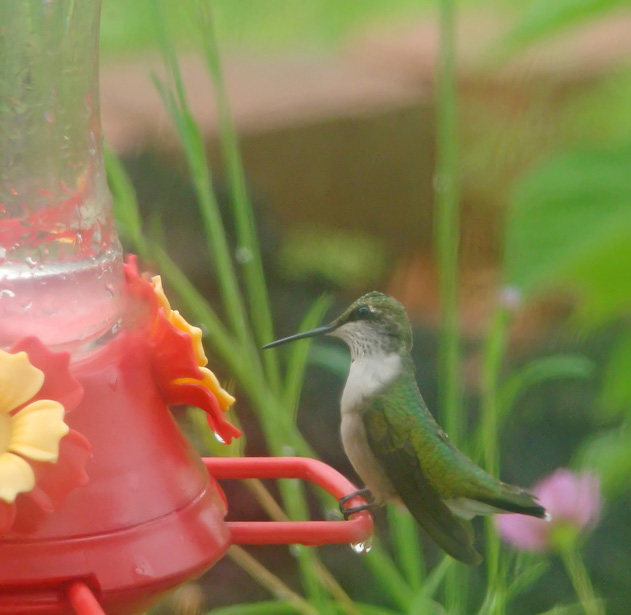 [8-5-08-Hummingbird-3.jpg]