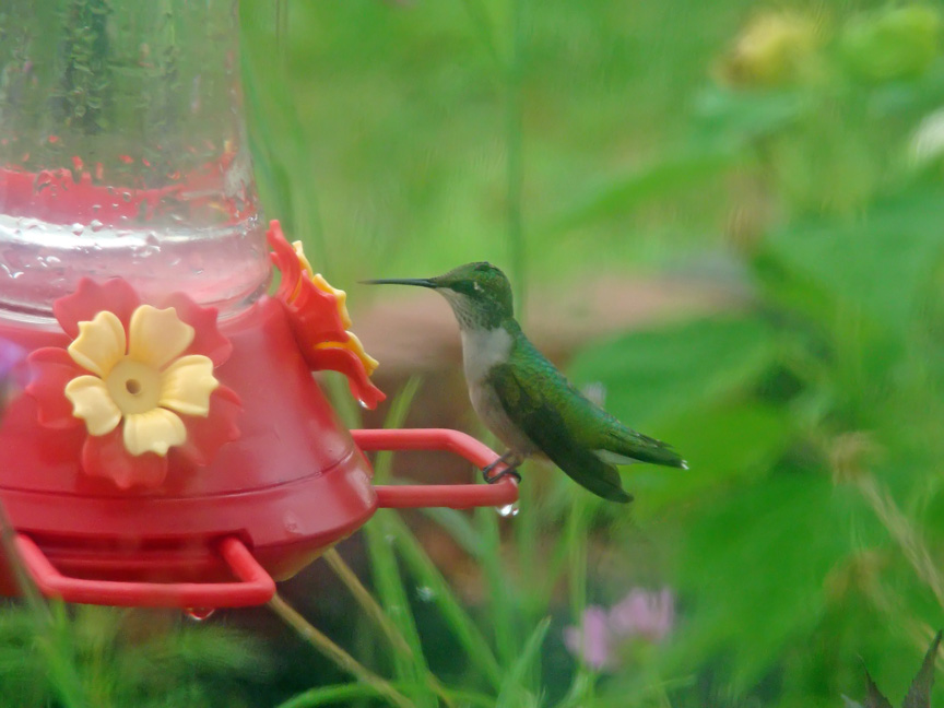 [8-5-08-Hummingbird-4.jpg]