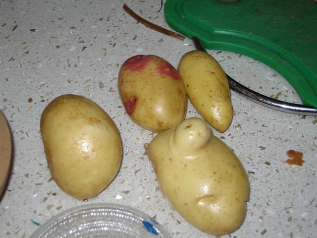 [potato2.JPG]