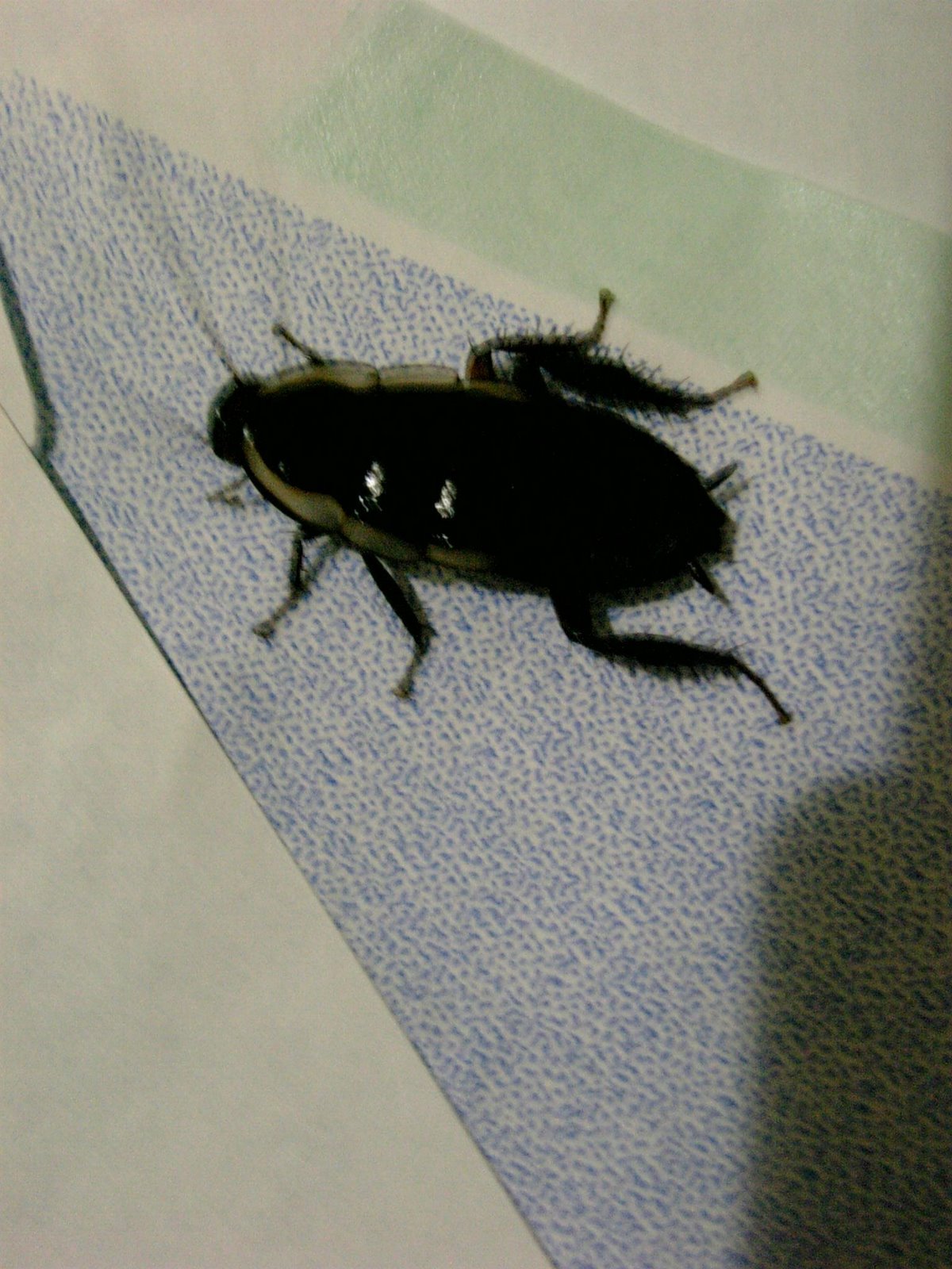 [New+Zealand+Cockroach+brr+07-04-11_00-35.JPG]