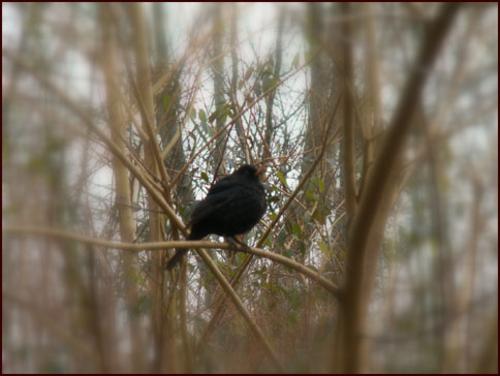 [Black+bird.jpg]