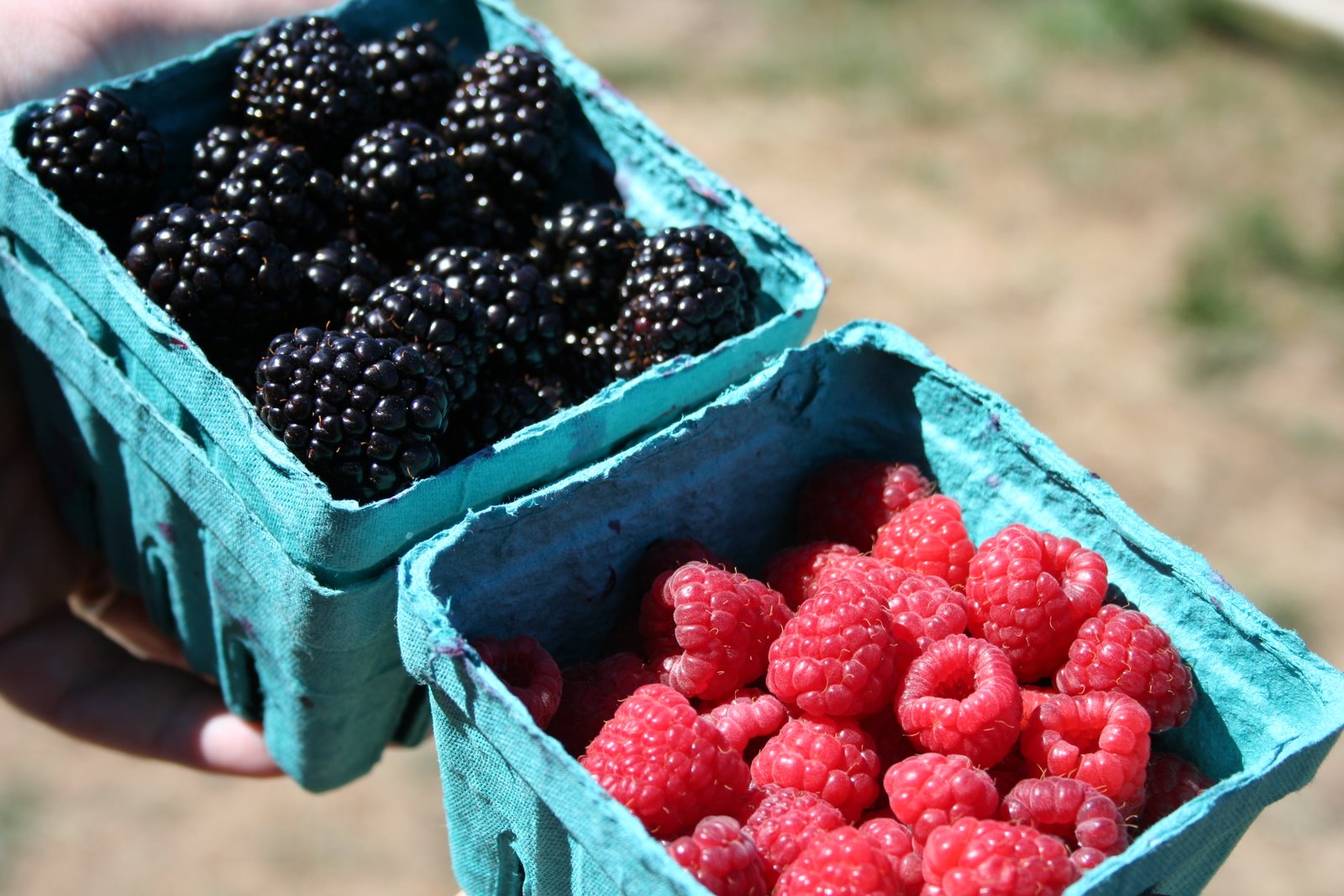 [berries+(5).jpg]