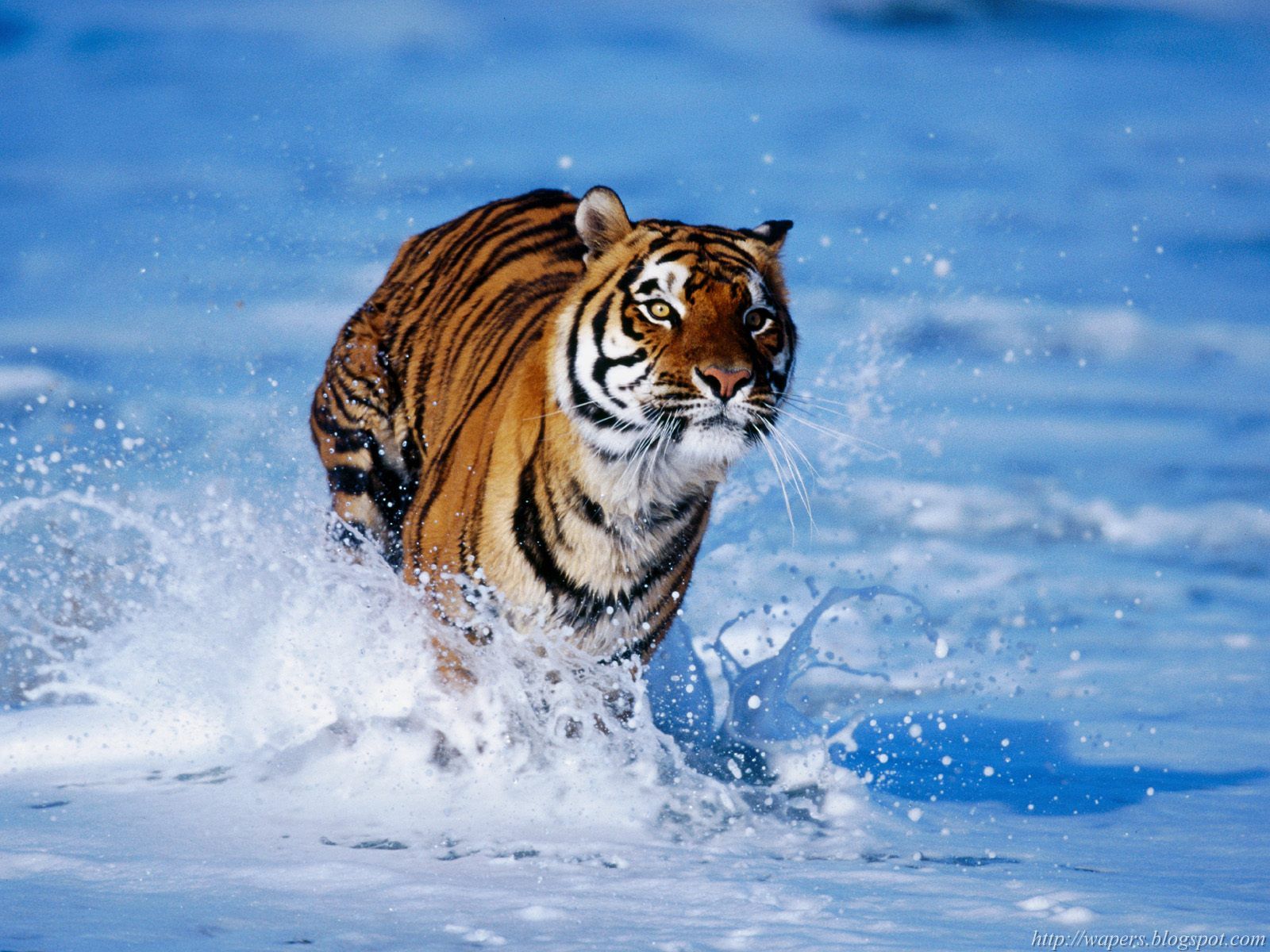 [Bengal+Tiger.jpg]