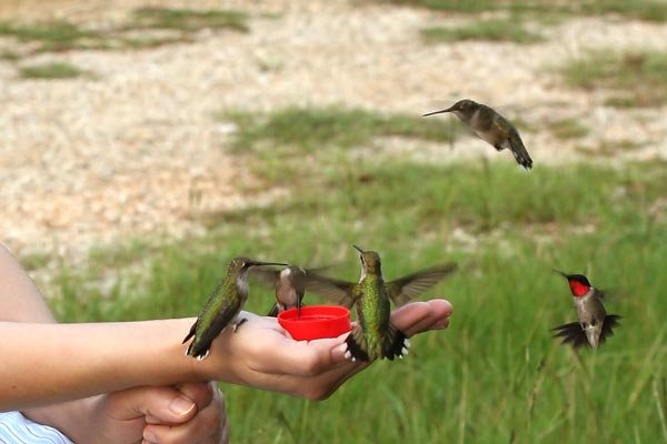 [hummingbirds+1.bmp]