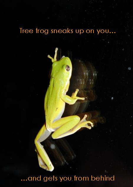 [sneaky+frog.JPG]