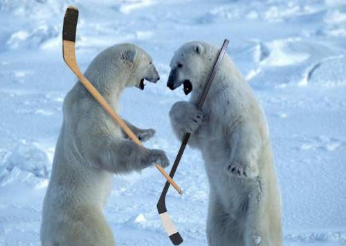 [Copy+of+Polar+Bears+Hockey.jpg]