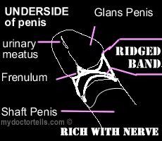 [ridged_band_penis.edu.gif]