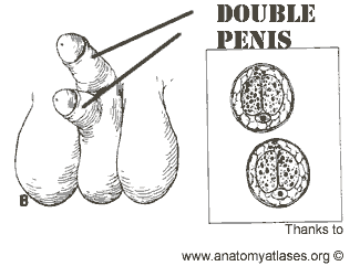 [double_penis_my-sex-doctor.edu_2.gif]
