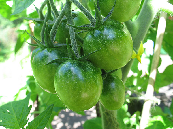 [tomat.jpg]