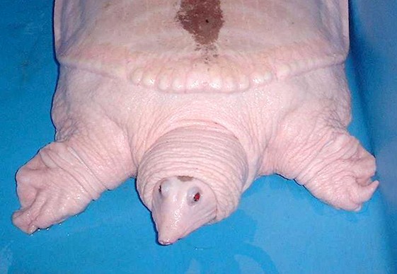 [Albino+Softshell+Turtle.jpg]
