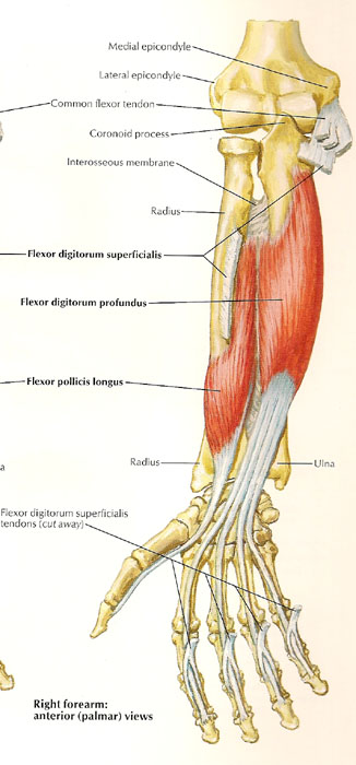 [anatomical+elbow.jpg]
