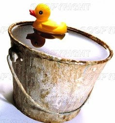 [rubber-ducky-bucket_~INGDMYFS0659.jpg]