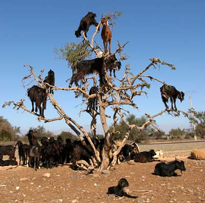 [Moroccan+Tree+goats.jpg]