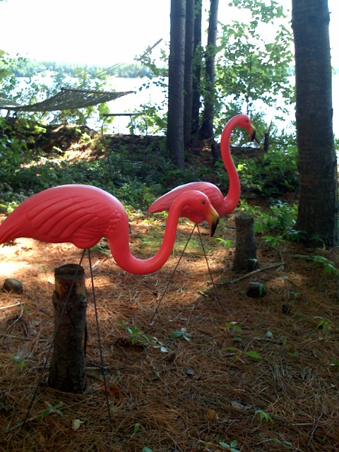 [flamingoes.jpg]