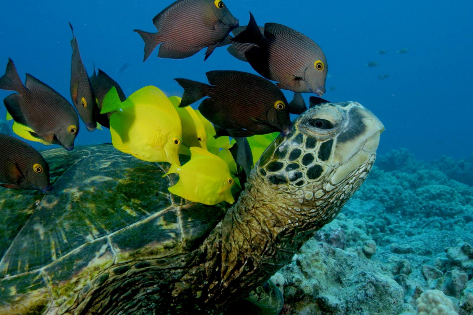 [deep sea fish and turtle media.jpg]