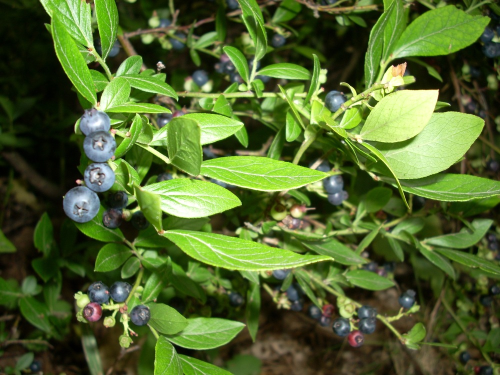 [blueberrybush.JPG]