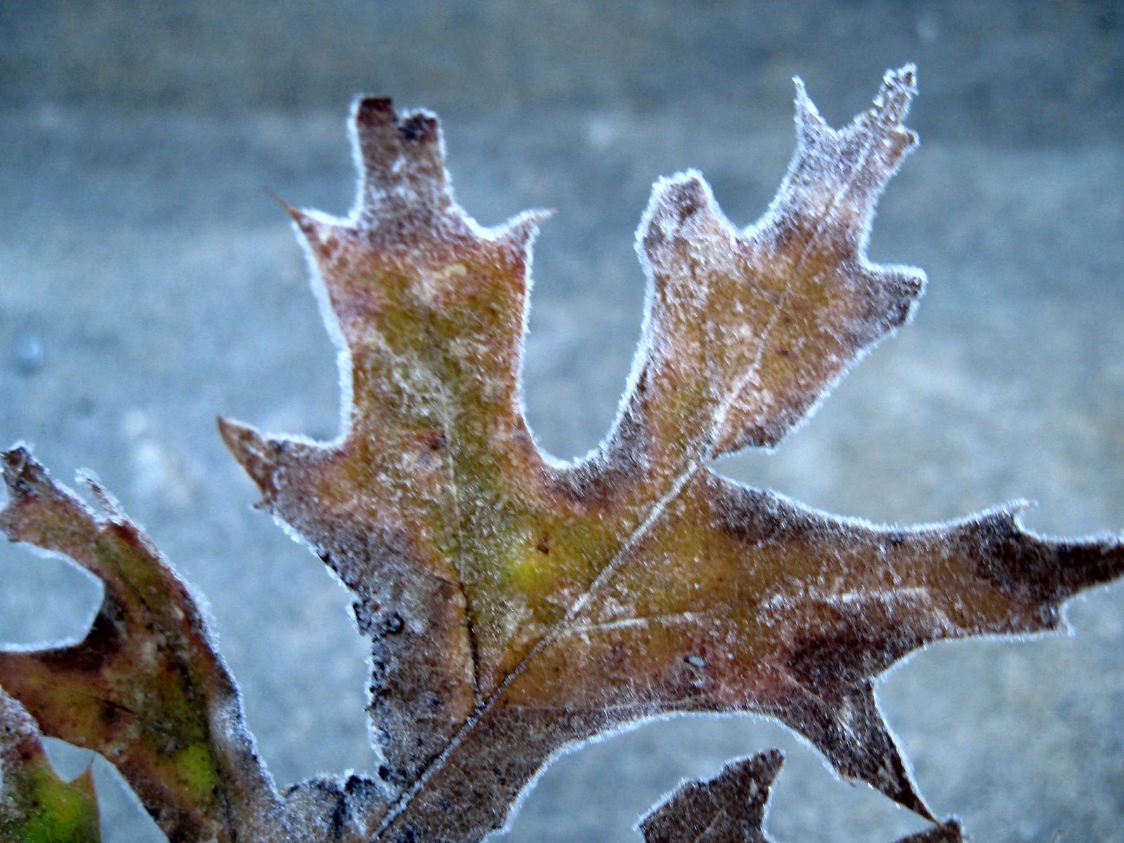 [frosted+leaves+001.jpg]