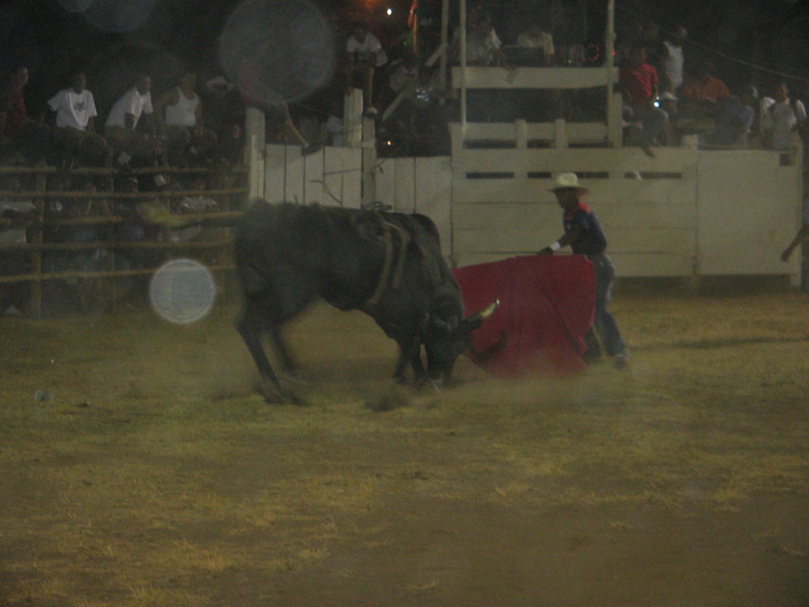 [bull+at+Brasalito+Rodeo.JPG]