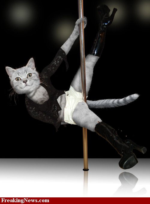 [Pole-Dance-Cat--34289.jpg]