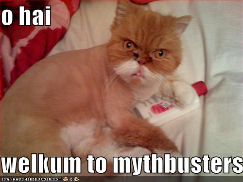 [funny-pictures-mythbuster-cat.jpg]