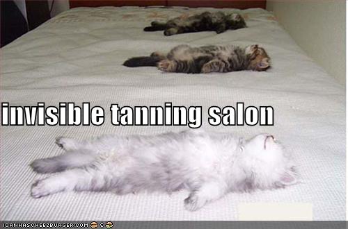 [funny-pictures-tanning-salon-kittens.jpg]