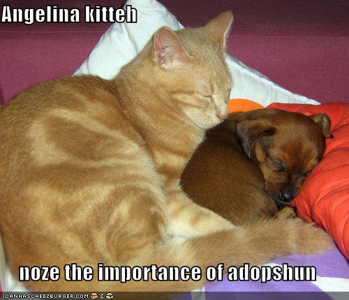 [funny-pictures-angelina-jolie-cat-dog-sleeping.jpg]