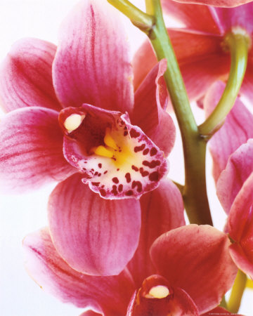 [orchid.jpg]