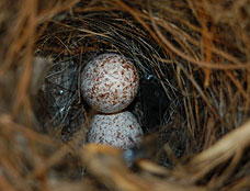 [wren+nest+with+eggs.jpg]
