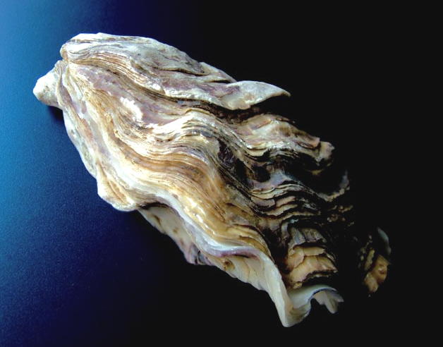 [large+oyster.jpg]