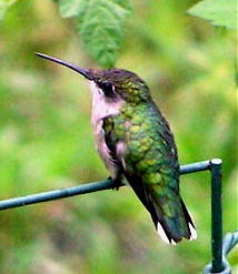 [hummingbird-0010.jpg]