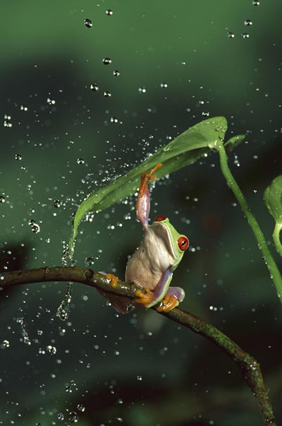 [frog's+umbrella.jpg]
