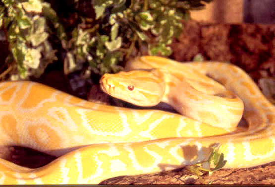 [serpiente+albina.jpg]