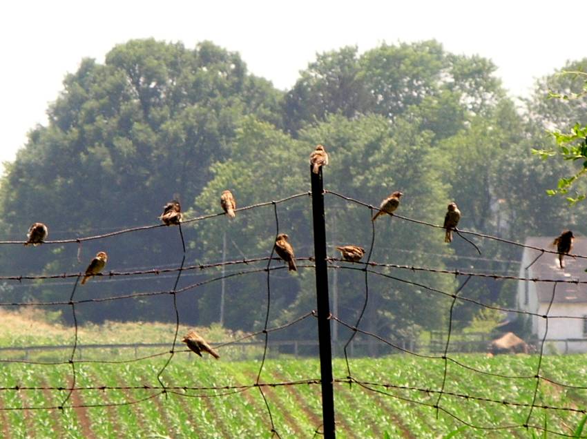 [07-28-08-fencebirds.jpg]