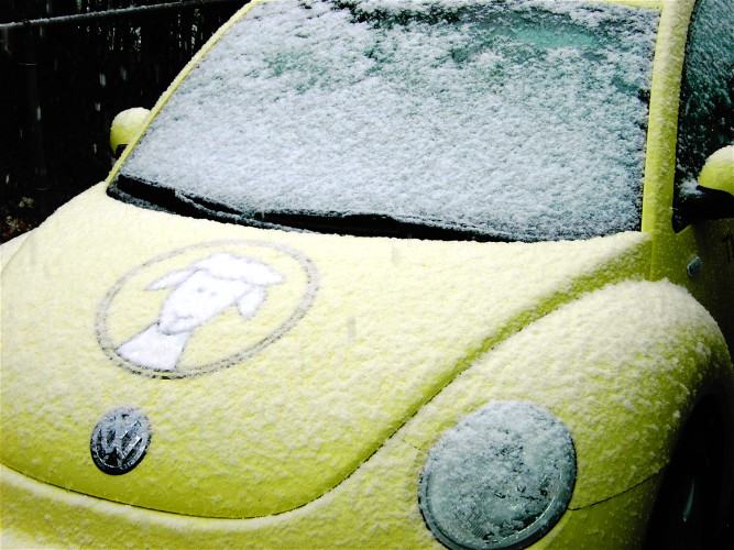 [snow_beetle.jpg]