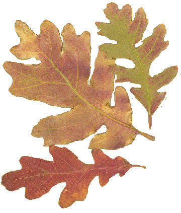 [oak+leaves+color.jpg]