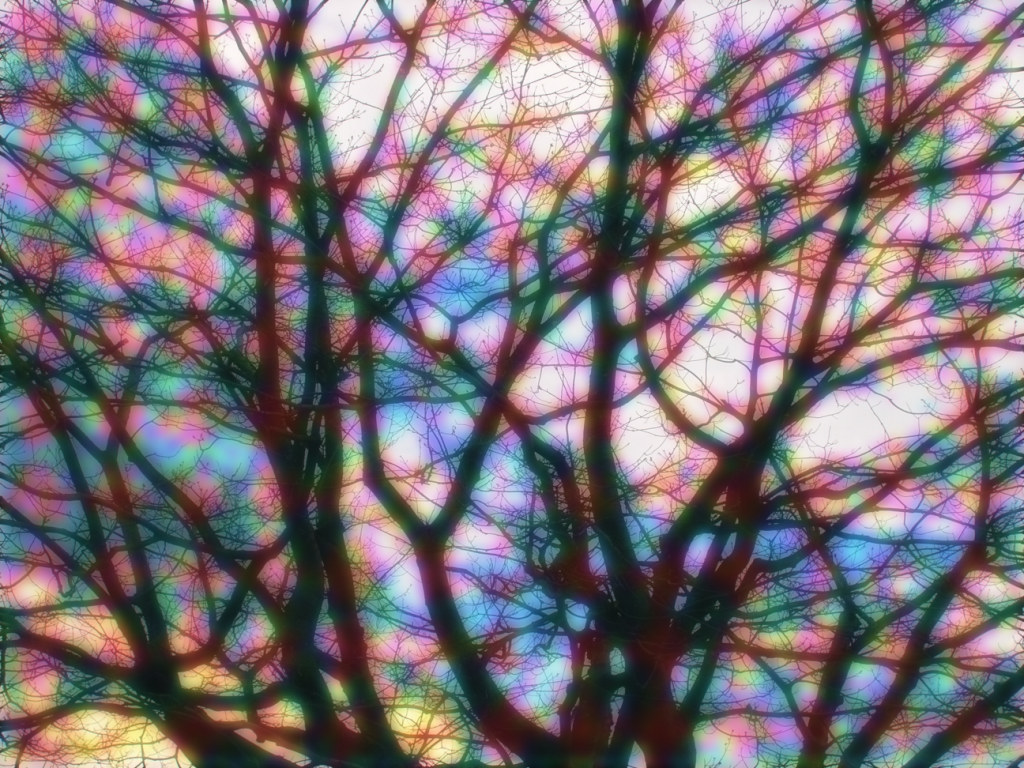 [LSD_Trees.jpg]