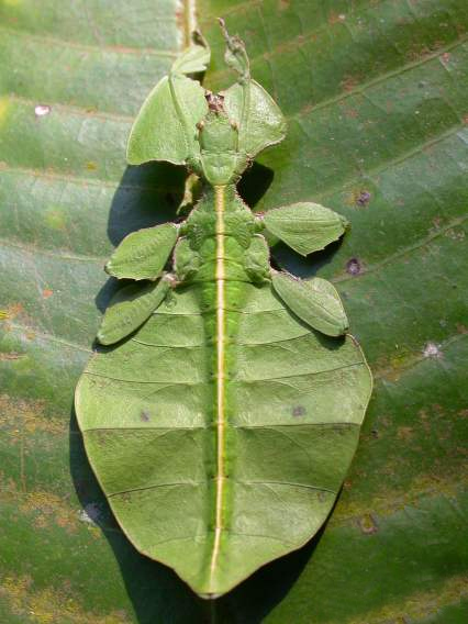 [LeafInsect.jpg]