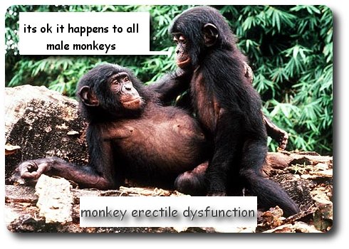 [monkey+erectile.jpg]