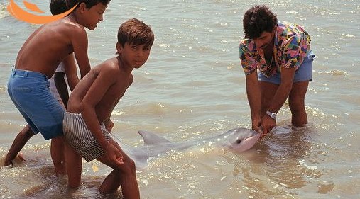 [large-Tucuxi-dolphin-being-released-after-becoming-tangled-in-fishing-nets.jpg]